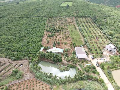đất hiếm Tân Châu hơn 8 xào. Mua bán đất tại Huyện Di Linh Lâm Đồng được đăng bởi Ngọc Đặng Đình