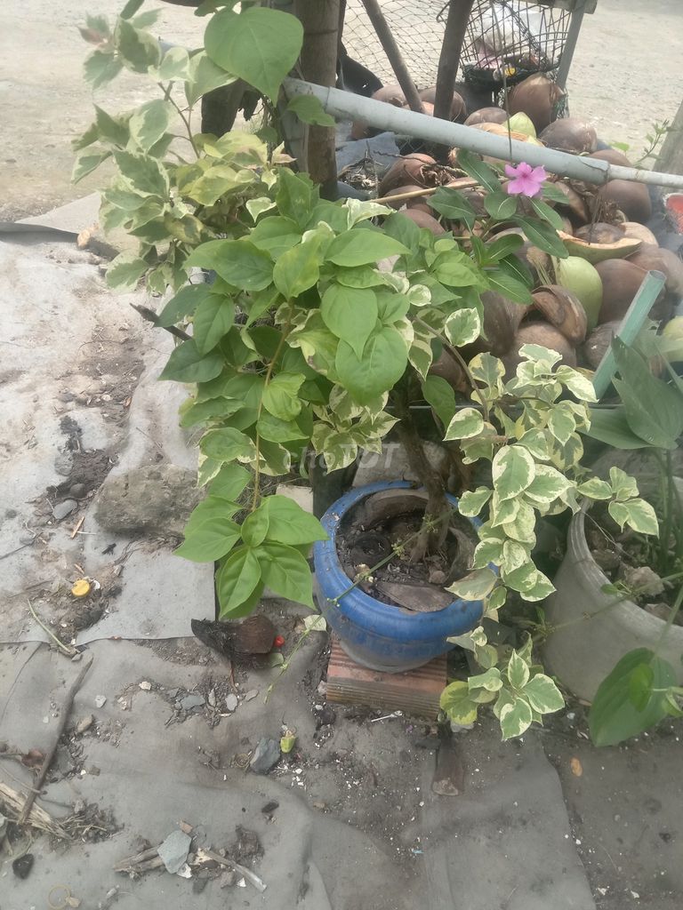 Cây cảnh Bông giấy đỏ có chậu. Mua bán Cây cảnh, đồ trang trí tại Huyện Phong Điền Cần Thơ được đăng bởi Trung hình 1