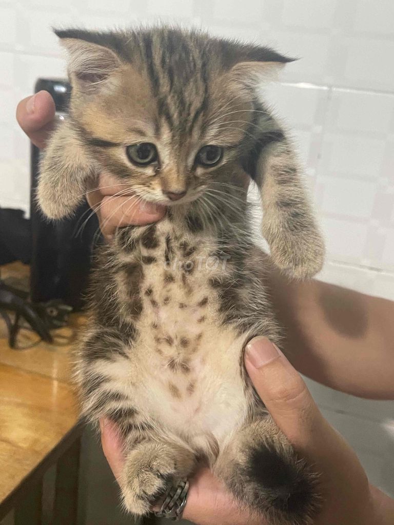 Mèo Scottish Tabby Black Golden. Mua bán Mèo tại Thành phố Thủ Dầu Một Bình Dương được đăng bởi Hoàng Đình Vương hình 1
