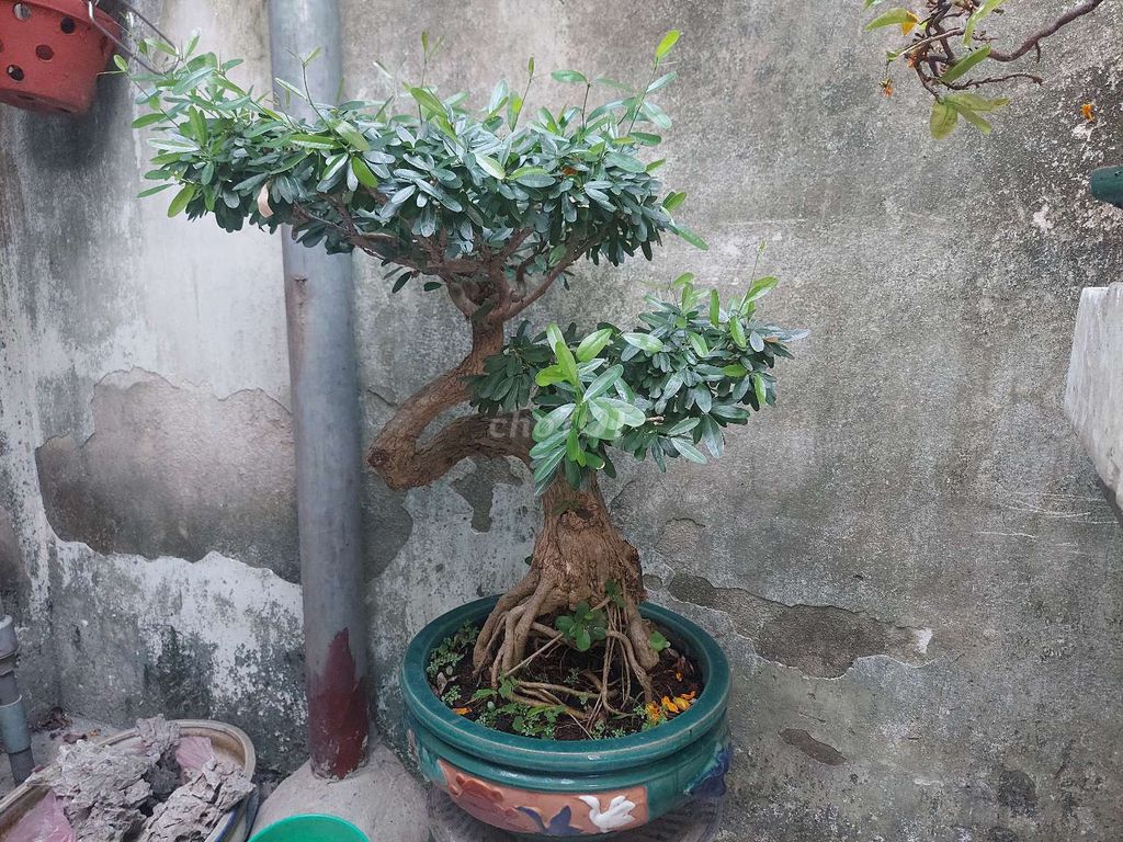 Linh sam bông tím bonsai