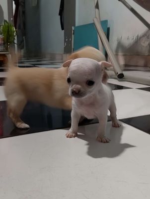 Tìm ba mẹ cho cún chihuahua. Mua bán Chó tại Quận Cẩm Lệ Đà Nẵng được đăng bởi Trâm 