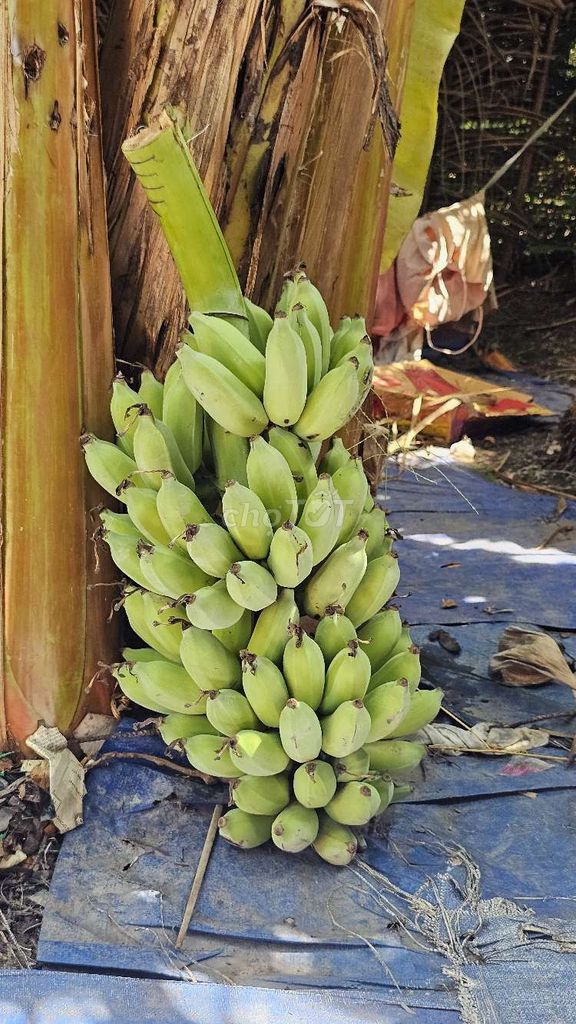 Chuối xanh. Mua bán Đồ ăn, thực phẩm và các loại khác tại Quận 12 Tp Hồ Chí Minh được đăng bởi Minhnguyen hình 1