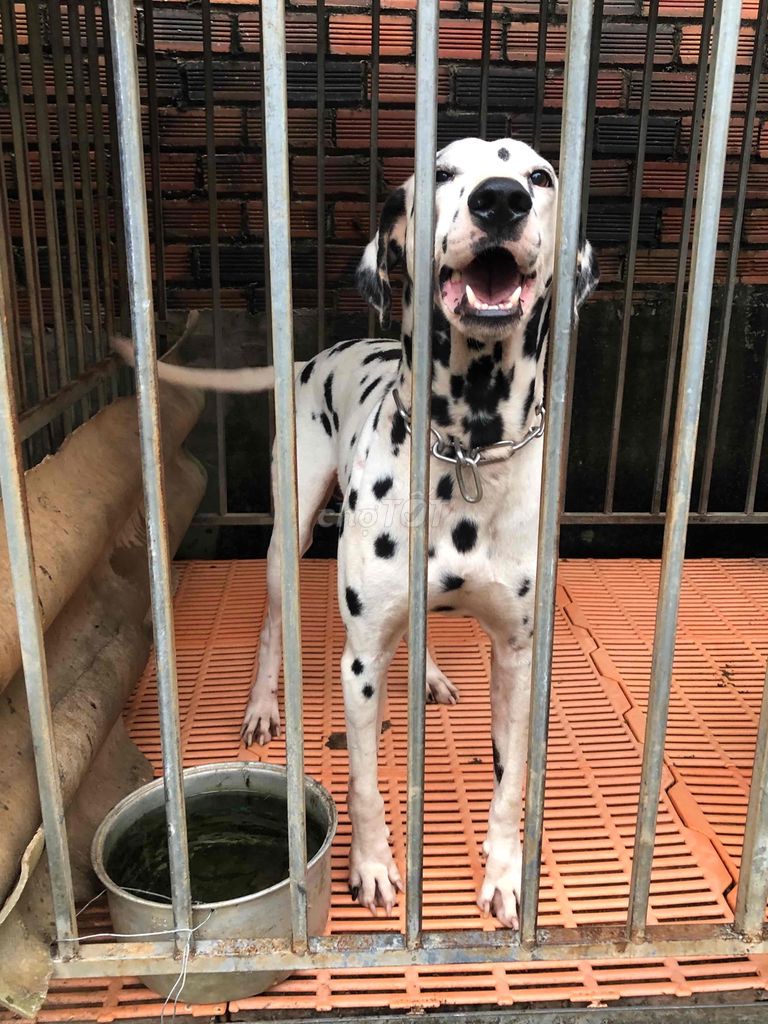 101 Con chó Đốm- Dalmatian giống đực thuần chủng