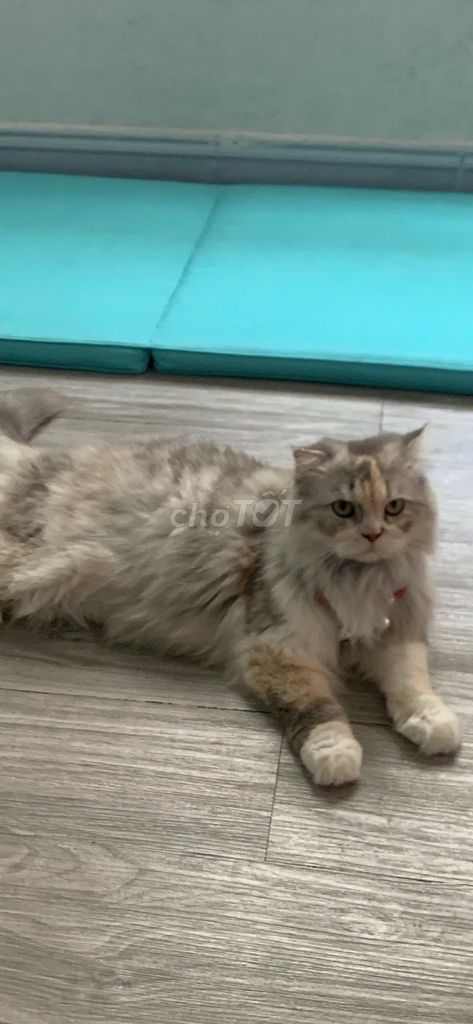 Mèo Anh lông dài Ald. Mua bán Mèo tại Thành phố Qui Nhơn Bình Định được đăng bởi Nguyễn Ngọc Thái Bình hình 1