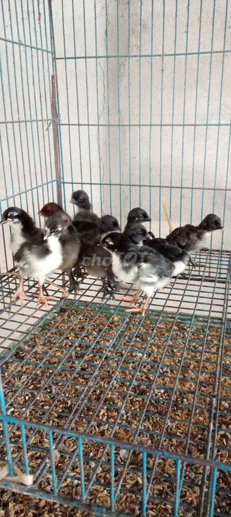 Gà con Peru rặc gần 10 ngày tuổi đen trắng. Mua bán Gà tại Huyện Hóc Môn Tp Hồ Chí Minh được đăng bởi FB Huy Cuong Peru Gallos hình 1
