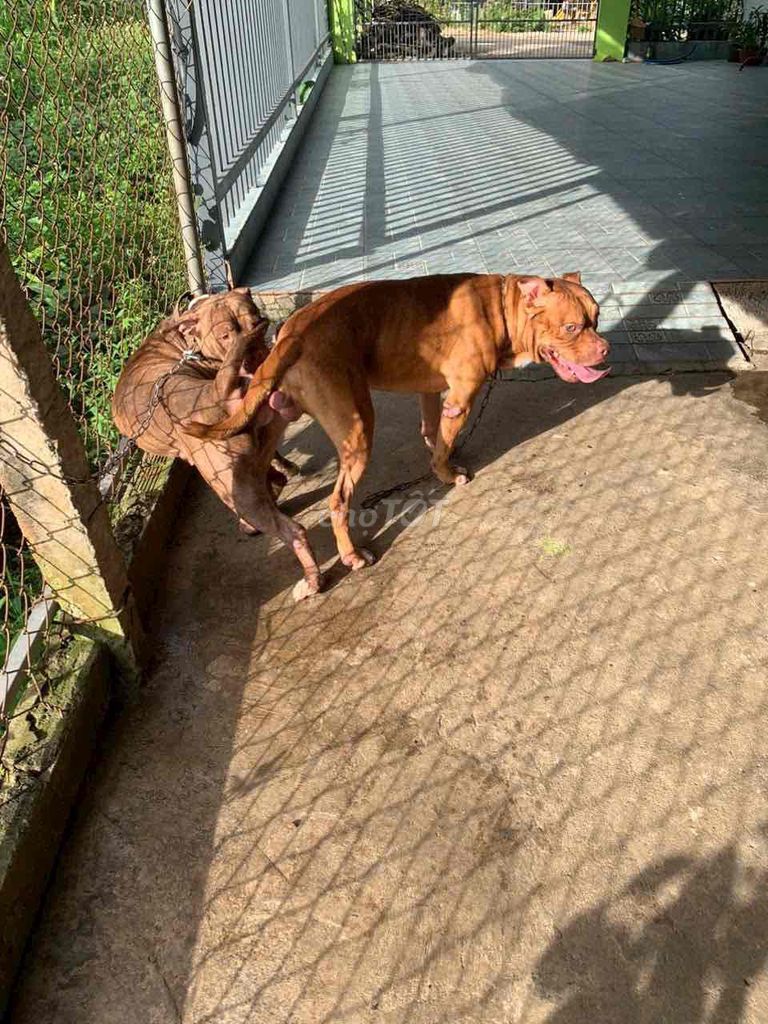 bully nhà đẻ. Mua bán Chó tại Huyện Bình Chánh Tp Hồ Chí Minh được đăng bởi Nguyễn Tiến hình 1
