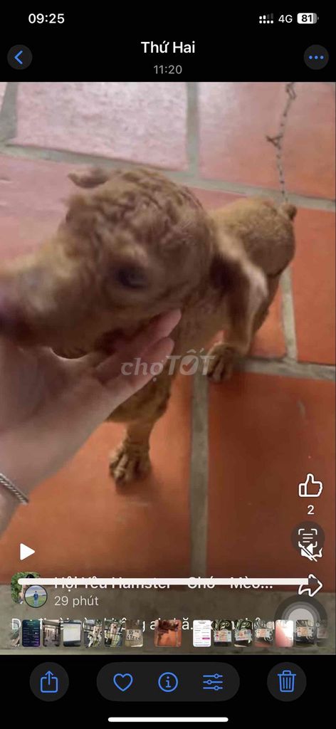 chó nhà. Mua bán Chó tại Huyện Thoại Sơn An Giang được đăng bởi Cậu Chủ Nhỏ hình 1