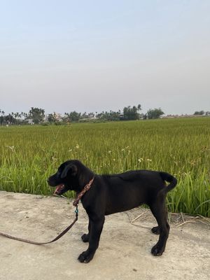 Chó Phú quốc