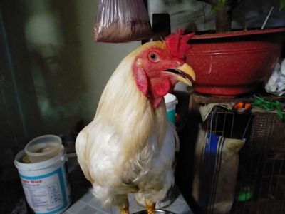 Bướm úa 3kg1.50 thay lông. Mua bán Gà tại Quận 8 Tp Hồ Chí Minh được đăng bởi đại 