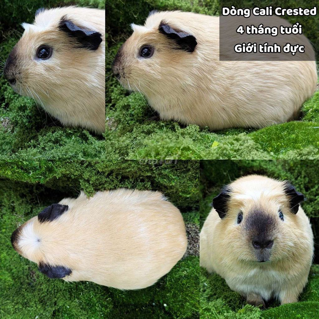 Chuột lang/ Bọ ú dòng 
Cali Crested. Mua bán Thú cưng khác tại Quận Tân Bình Tp Hồ Chí Minh được đăng bởi Susu Pet hình 1