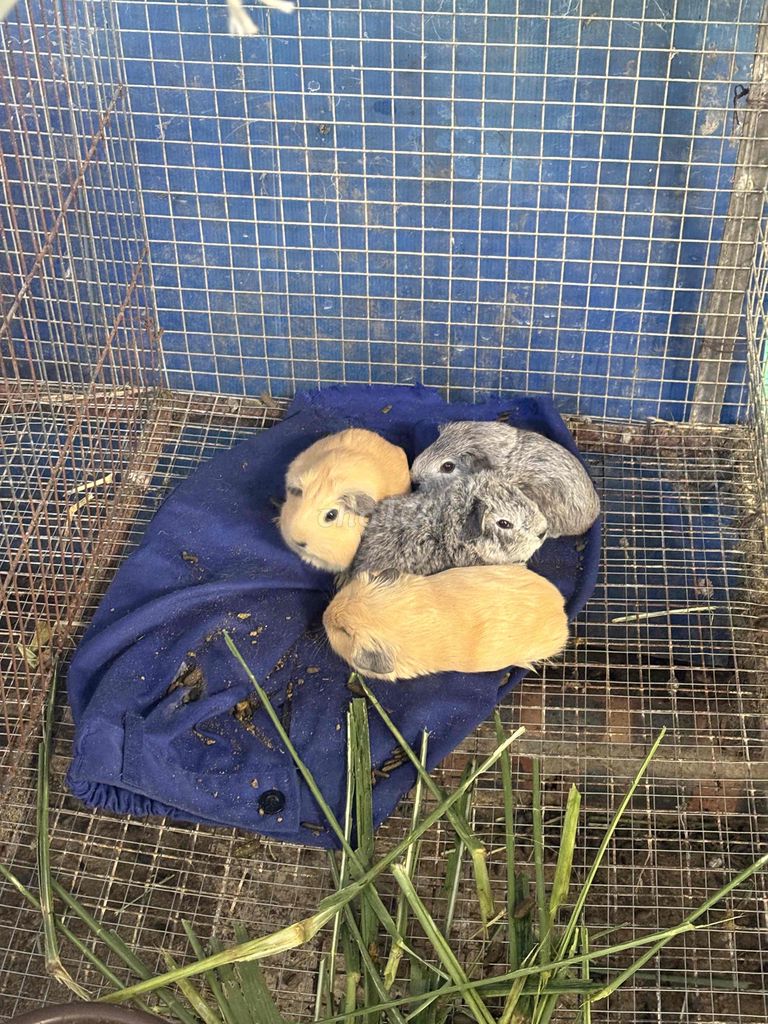 Bọ ú ame. Mua bán Thú cưng khác tại Huyện Tiên Du Bắc Ninh được đăng bởi Mr Hoàng hình 2