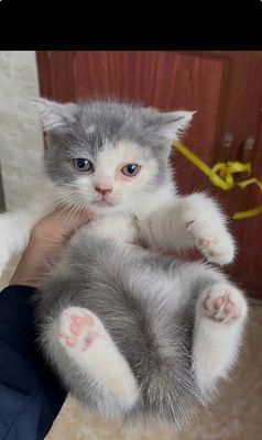 mèo anh lông ngắn tam thể 2 tháng - 128689606