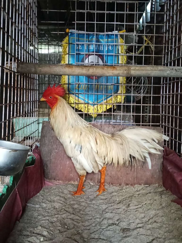 Gà chọi Trắng 2.5kg. Mua bán Gà tại Huyện Bình Chánh Tp Hồ Chí Minh được đăng bởi Long Nguyễn AG hình 1
