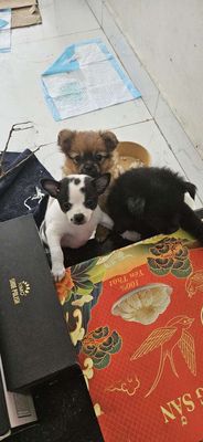 Chó Fox Sóc cái con nhỏ nhiều màu. Mua bán Chó tại Quận Ngô Quyền Hải Phòng được đăng bởi kien nguyen