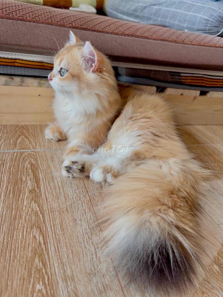 ALD golden ny12 tone red chân lùn đực (fix nhẹ). Mua bán Mèo tại Huyện Yên Phong Bắc Ninh được đăng bởi Tina hình 7