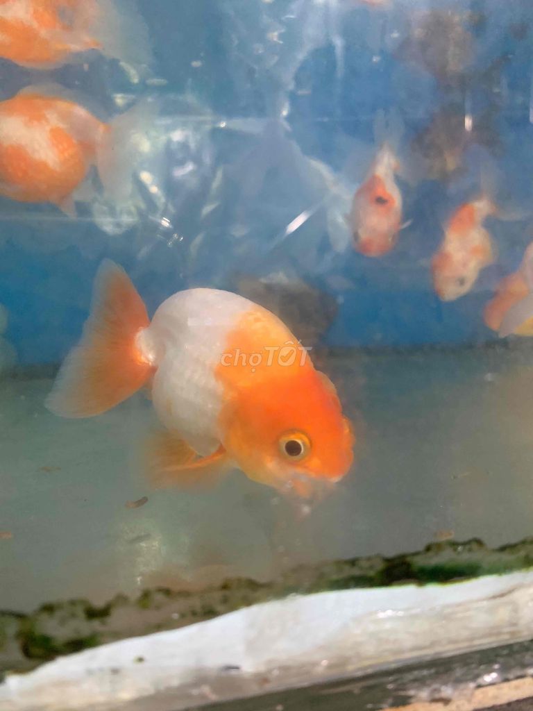 Cá ranchu size 4-5 ngón 1con180k