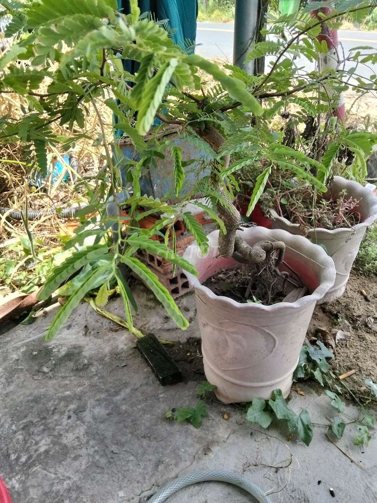 Cây me Cây kiểng. Mua bán Cây cảnh, đồ trang trí tại Huyện Bình Tân Vĩnh Long được đăng bởi Cẩm Nhung hình 1