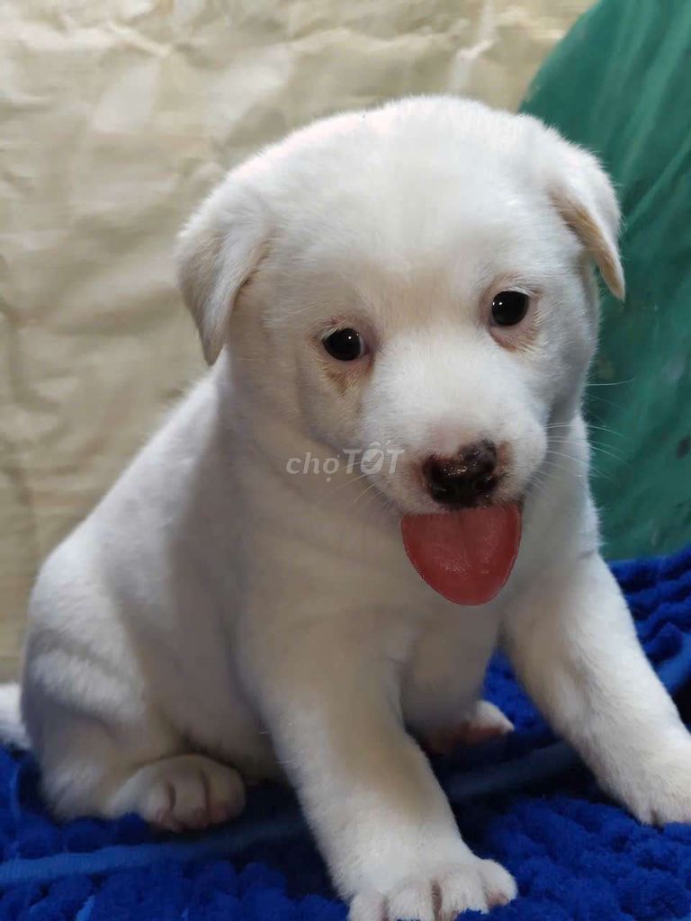 Chó Golden lai mầu trắng thân thiện . Mua bán Chó tại Quận Bình Tân Tp Hồ Chí Minh được đăng bởi Nguyễn Hằng hình 1