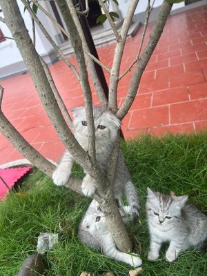 mèo anh lông ngắn 2 tháng tuổi có 2 bé tai cụp