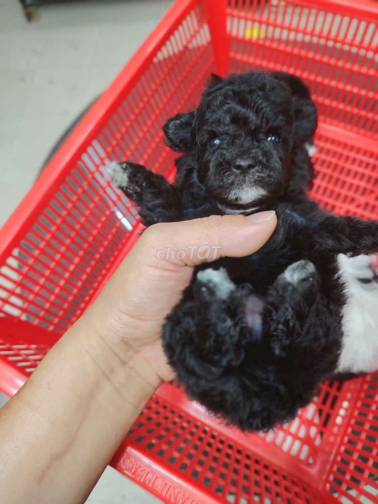 Chó Poodle Tiny Đen Thuần chủng. Mua bán Chó tại Quận 8 Tp Hồ Chí Minh được đăng bởi khoai pet shop tp bến tre  hình 1