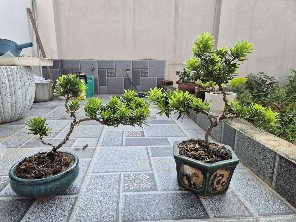 Cây cảnh Tùng kim cương chậu sứ Xanh lá. Mua bán Cây cảnh, đồ trang trí tại Huyện An Dương Hải Phòng được đăng bởi Thành Bùi hình 1