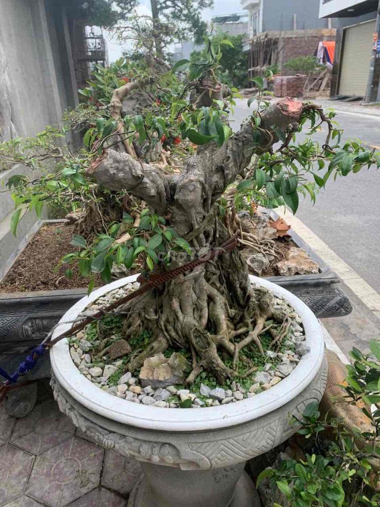 Cây cảnh Trực 3 thân bệ cổ. Mua bán Cây cảnh, đồ trang trí tại Quận Kiến An Hải Phòng được đăng bởi duong hình 1