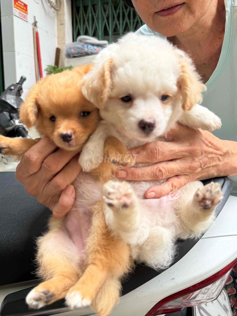 Chó Nhật Vàng Trắng 2 tháng. Mua bán Chó tại Quận Phú Nhuận Tp Hồ Chí Minh được đăng bởi KHÁNH VÂN VŨ hình 1