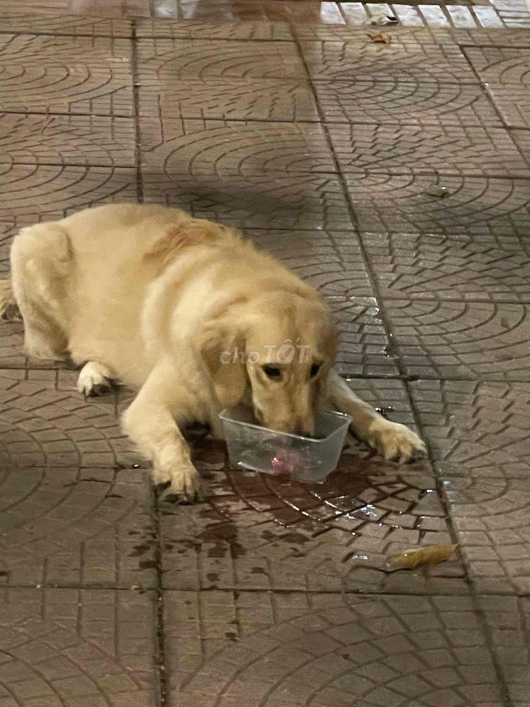 Chó Golden Retriever 8 tháng. Mua bán Chó tại Quận Đống Đa Hà Nội được đăng bởi Phạm Trúc hình 1