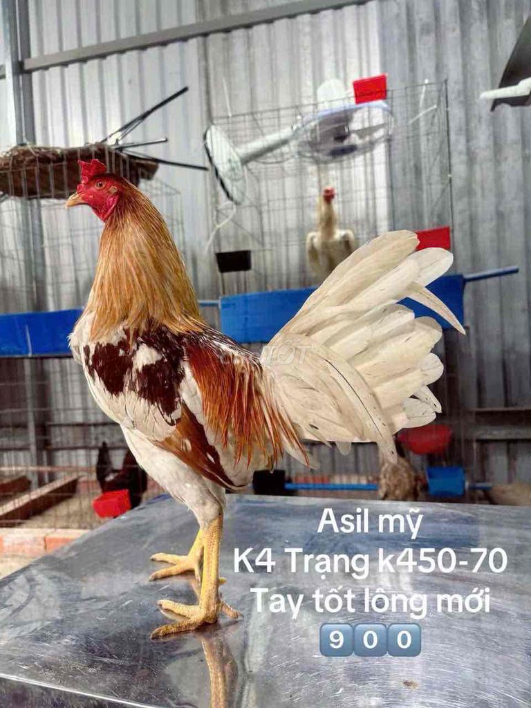 Asil Mỹ Camelo k4. Mua bán Gà tại Quận Gò Vấp Tp Hồ Chí Minh được đăng bởi Gà Lấu Gò Vấp hình 1