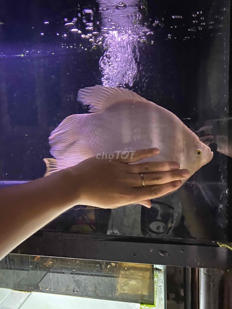 Cá Phát Tài Trắng Chà bá. Mua bán Thú cưng khác tại Quận Tân Bình Tp Hồ Chí Minh được đăng bởi chuyên thanh lí cá rẻ hình 1
