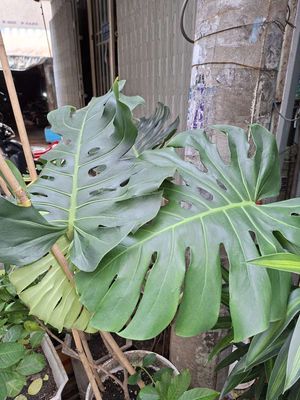 Trầu bà lá xẻ nam mỹ monstera deliciosa hơn 1m. Mua bán Cây cảnh, đồ trang trí tại Quận 4 Tp Hồ Chí Minh được đăng bởi Hoang Anh Nguyen Thi
