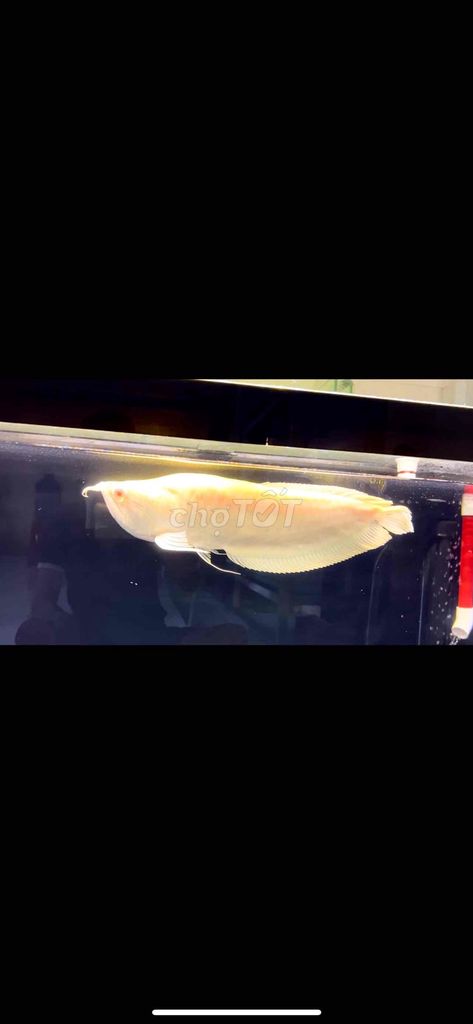 ngân long ab - fafu u47. Mua bán Thú cưng khác tại Thị xã Tân Uyên Bình Dương được đăng bởi Tuấn hình 1