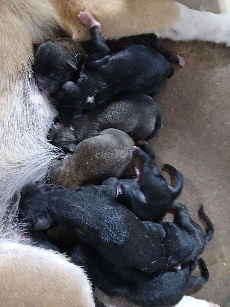 Bán chó con lai. Mua bán Chó tại Thành phố Tân An Long An được đăng bởi Hoàng Linh hình 6