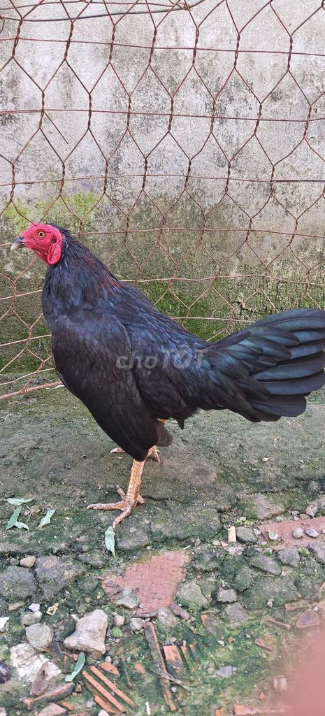 1kg130 tay tốt lông mới chế độ san . Mua bán Gà tại Quận Cái Răng Cần Thơ được đăng bởi GÀ TRE ĐÁ  cảng cái cui cần Thơ  hình 1