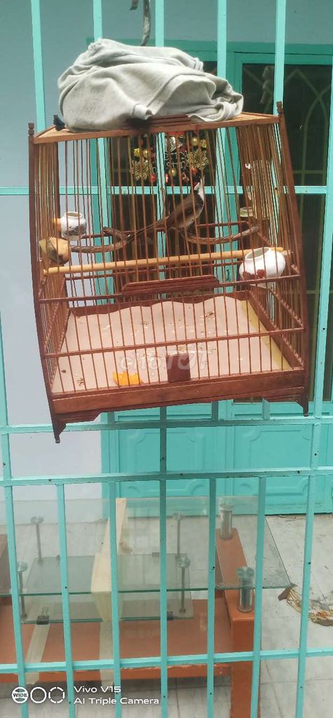 Chim chào mào Mini đen trắng nâu. Mua bán Chim tại Quận Gò Vấp Tp Hồ Chí Minh được đăng bởi Thanh  hình 1