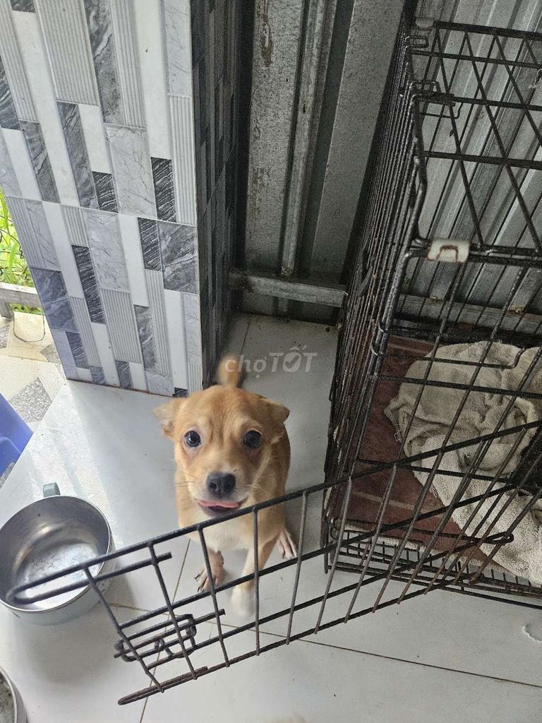 Chó Chihuahua lai Phốc Sóc 8 tháng. Mua bán Chó tại Huyện Châu Thành Kiên Giang được đăng bởi Nam le hình 1