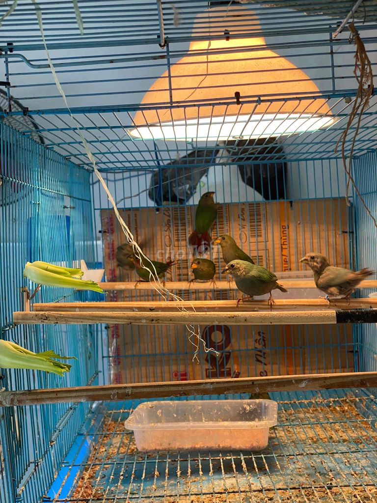 7m châu âu - parot finch. Mua bán Chim tại Quận 11 Tp Hồ Chí Minh được đăng bởi Bạch Vinh hình 4