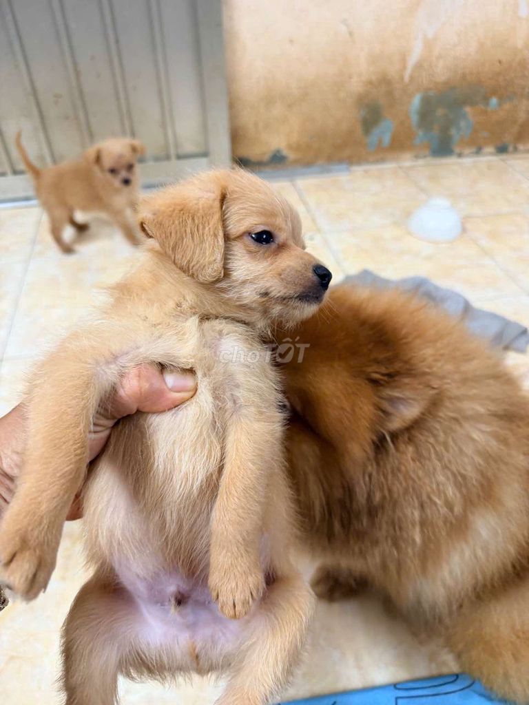 Chó Phốc Sóc lai đực 50 ngày Vàng Cam. Mua bán Chó tại Quận 3 Tp Hồ Chí Minh được đăng bởi Yuu  hình 1