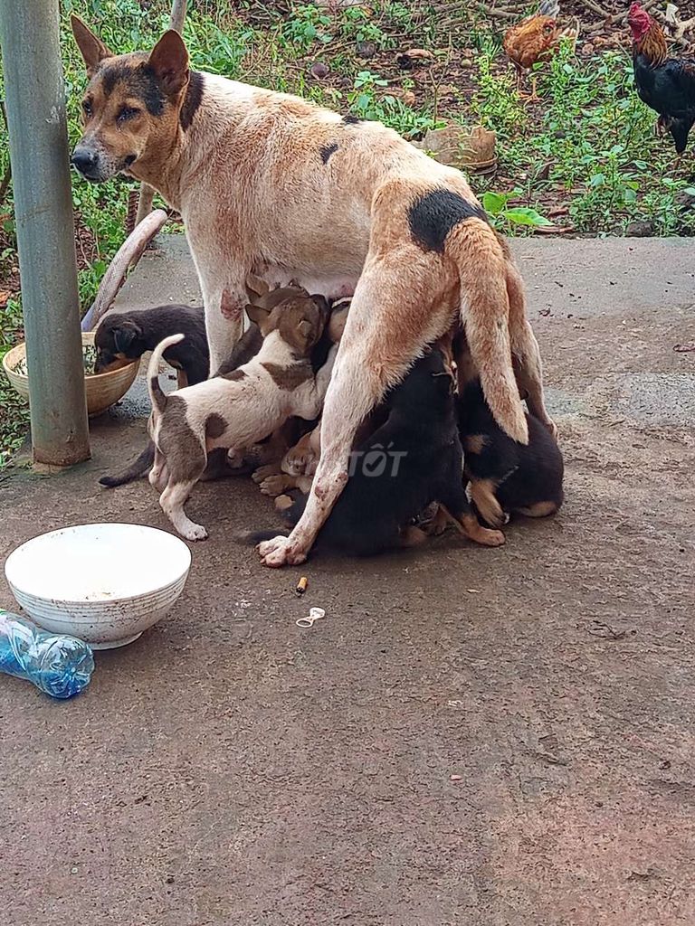 Chó giống to con Đực và cái 8 bé. Mua bán Chó tại Thành phố Long Khánh Đồng Nai được đăng bởi Diễm hình 1
