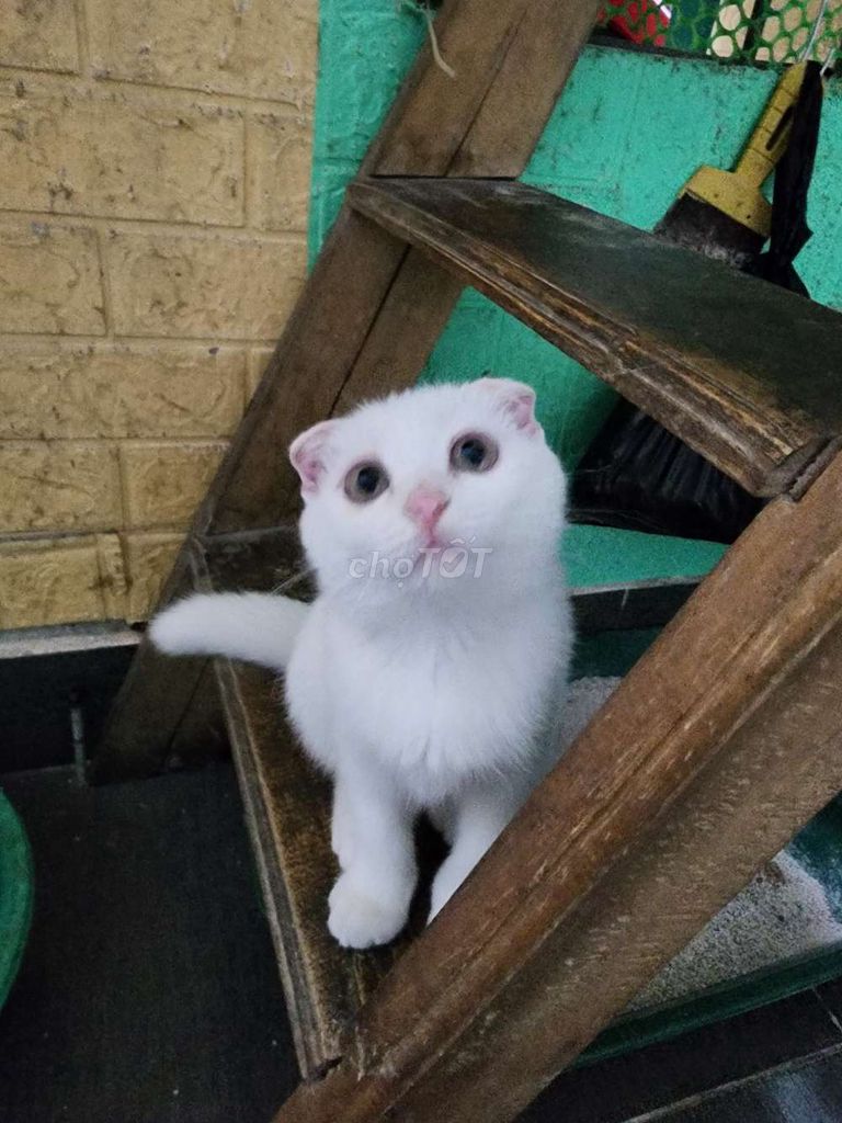 Bạn mèo ALN tai cụp giống đực màu trắng. Mua bán Mèo tại Quận Bắc Từ Liêm Hà Nội được đăng bởi andong138 hình 2