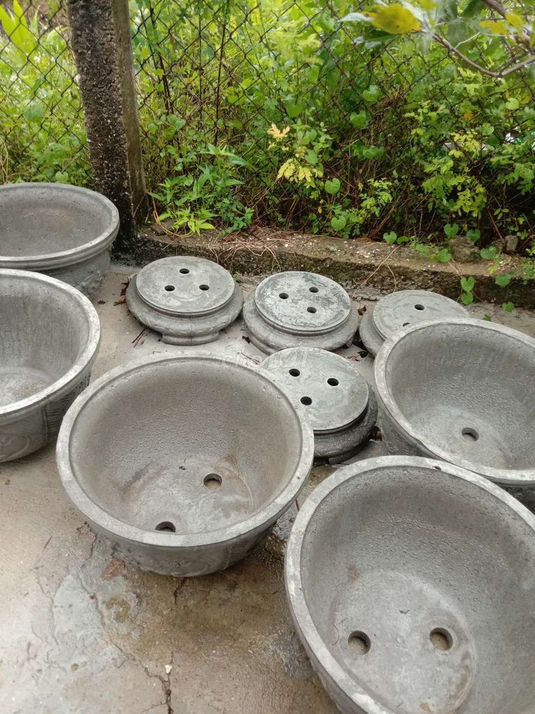 10 Chậu và đế Xi măng Xám 50cm x 30cm. Mua bán Cây cảnh, đồ trang trí tại Huyện Phú Vang Thừa Thiên Huế được đăng bởi Toan Ngo hình 1