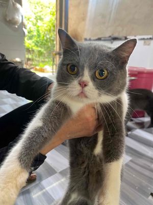 Mèo ALN trưởng thành 1tr. Mua bán Mèo tại Thị xã Bến Cát Bình Dương được đăng bởi Huỳnh Giang