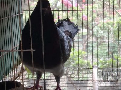 Bồ câu trống 1035. Mua bán Chim tại Huyện Tam Bình Vĩnh Long được đăng bởi NAM TLTBVL