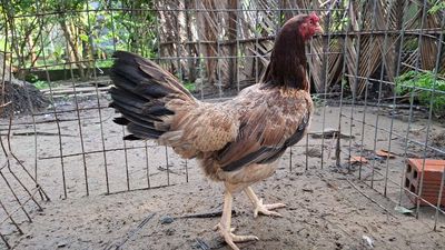 Gà mái lai siu mỹ trạng 2.5ki... Mua bán Gà tại Thành phố Thủ Đức Tp Hồ Chí Minh được đăng bởi Nguyễn văn hùng