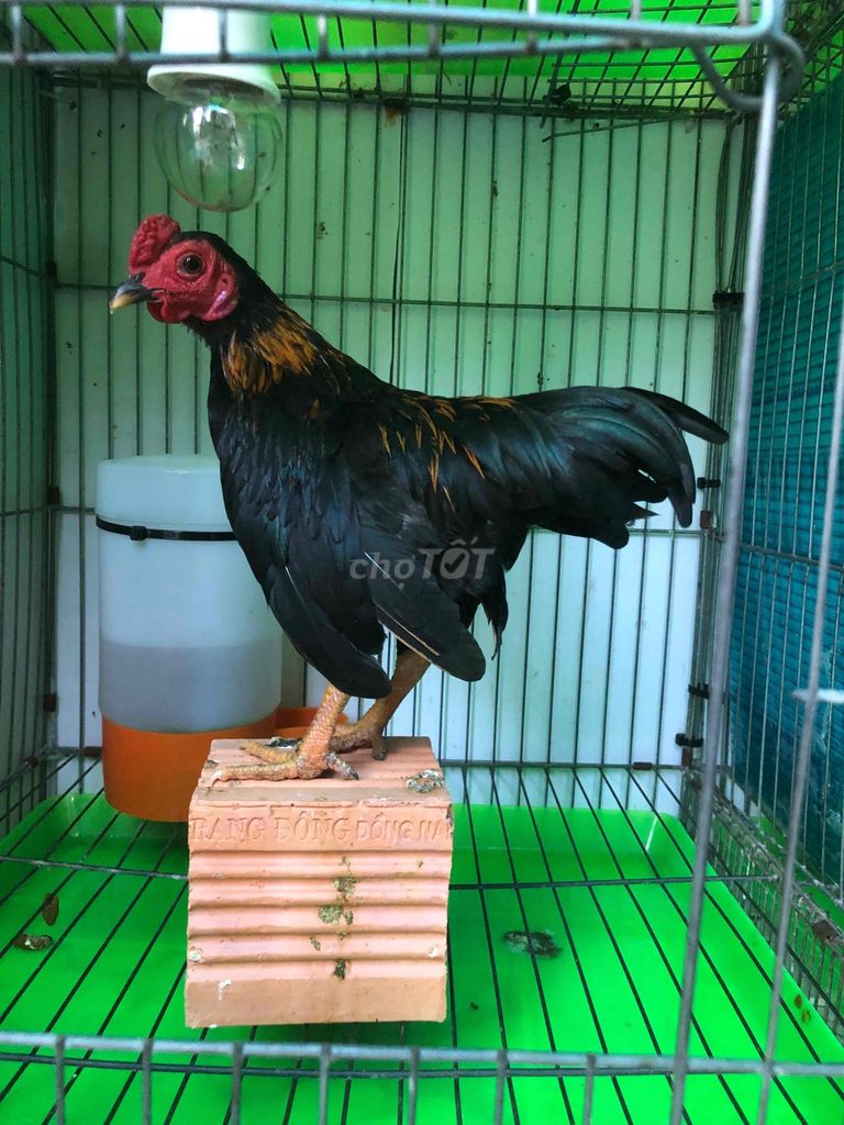 Gà trống Đen Đực. Mua bán Gà tại Huyện Nhà Bè Tp Hồ Chí Minh được đăng bởi LÊ VĂN GIÀU hình 1