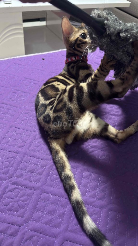 Mèo Bengal đực 8 tháng vằn vện. Mua bán Mèo tại Huyện Gia Lâm Hà Nội được đăng bởi A lưới  hình 1