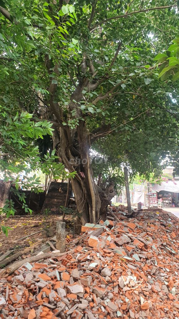 Cây Bồ Đề to hơn 40 năm. Mua bán Cây cảnh, đồ trang trí tại Thị xã Hoài Nhơn Bình Định được đăng bởi Vu hình 1