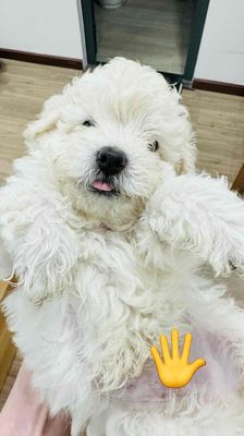 Poodle đực 2 tháng tuổi. Mua bán Chó tại Thị xã Phú Mỹ Bà Rịa - Vũng Tàu được đăng bởi Muahetuoitho