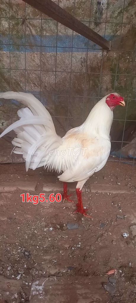 bướm 1kg5.70. Mua bán Gà tại Huyện Tam Bình Vĩnh Long được đăng bởi GàVL hình 1