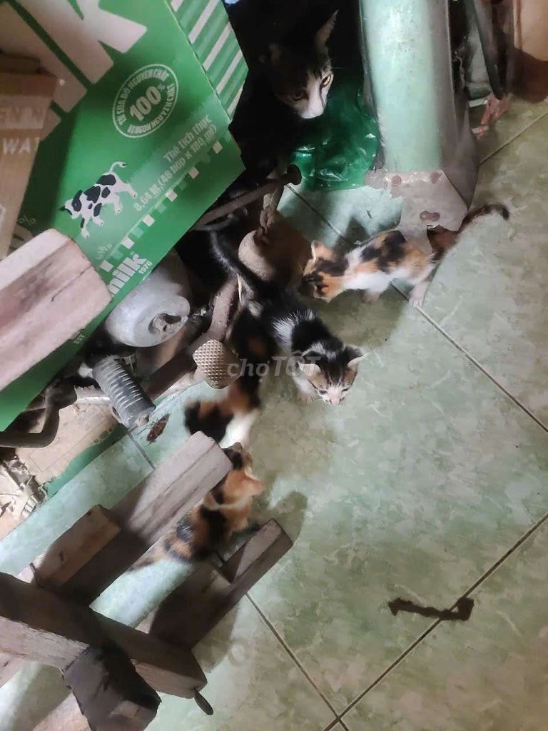 Mèo Tam thể và trắng đen,3 tháng tuổi. Mua bán Mèo tại Quận 5 Tp Hồ Chí Minh được đăng bởi hoang hình 1